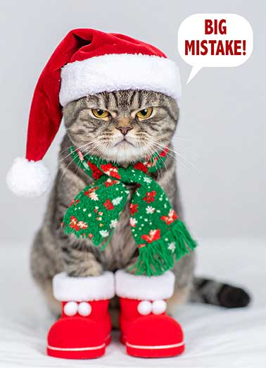 Cat No Photographer Santa Funny Christmas  Cats  No cats were harmed in the making of this card.